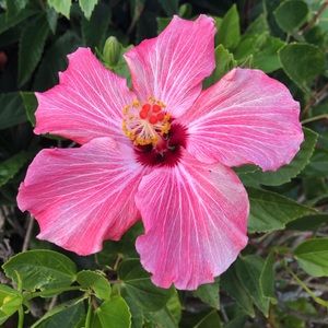 Meet your Posher, Gaby